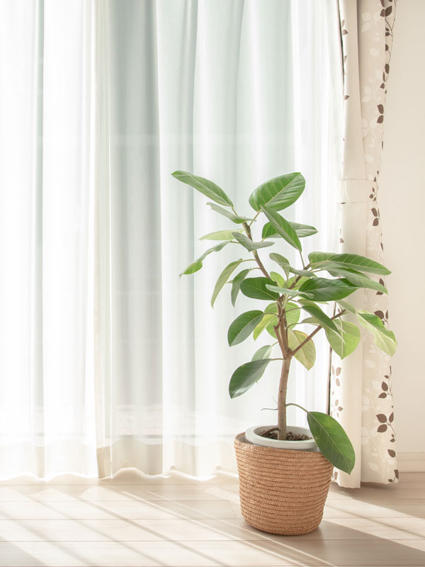 観葉植物